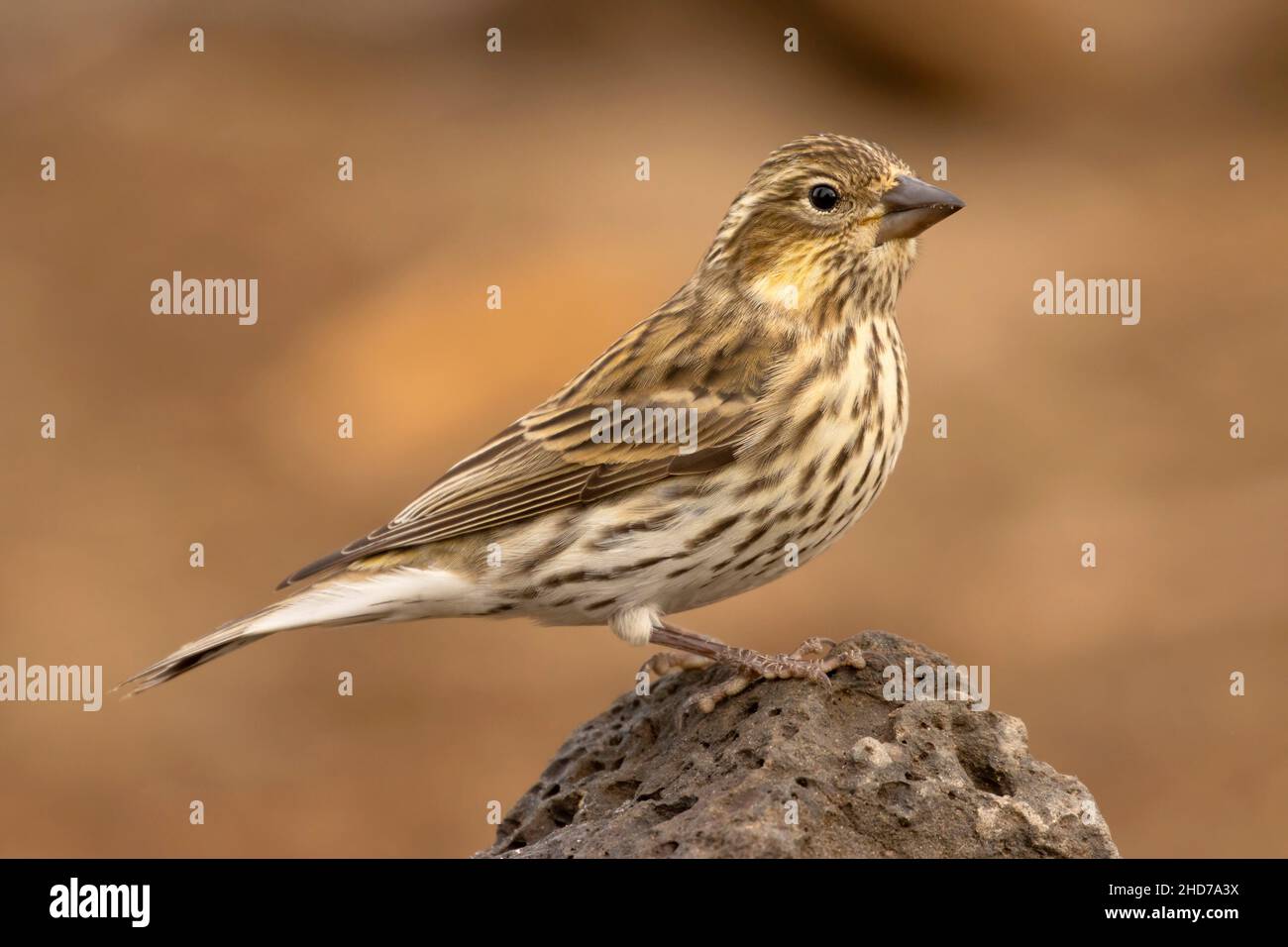 Cassin's Finch (Haemorhous cassinii), Cabin Lake Viewing Blind, Deschutes National Forest, Oregon. Stockfoto