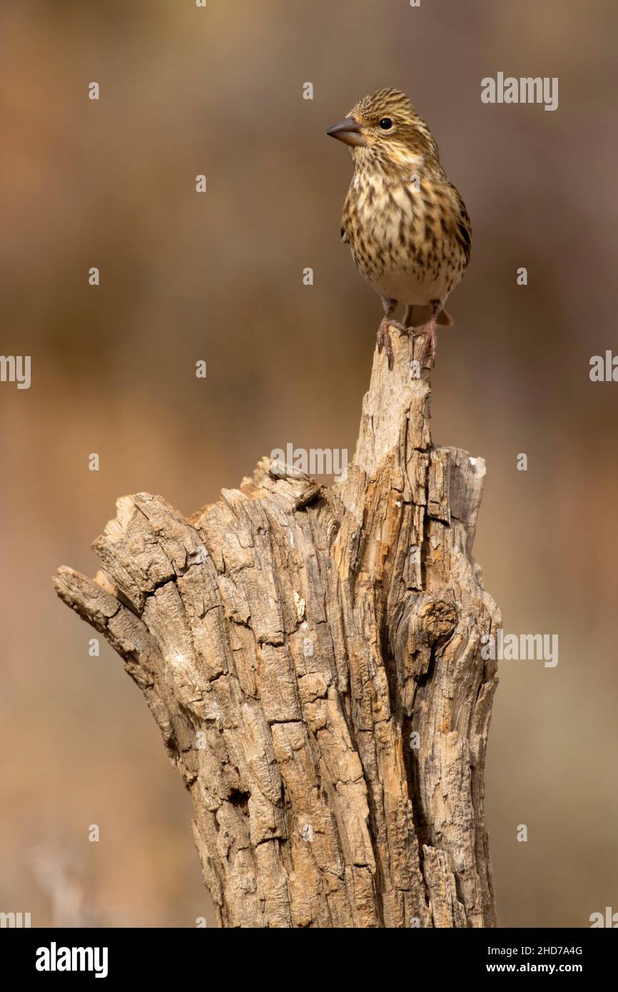 Cassin's Finch (Haemorhous cassinii), Cabin Lake Viewing Blind, Deschutes National Forest, Oregon. Stockfoto