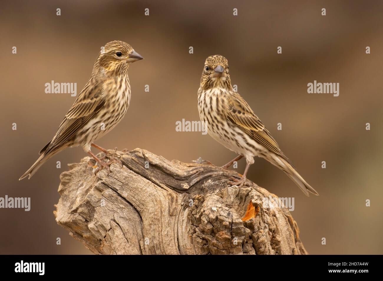 Cassin's Finch (Haemorhous cassinii), Cabin Lake Viewing Blind, Deschutes National Forest, Oregon. Stockfoto