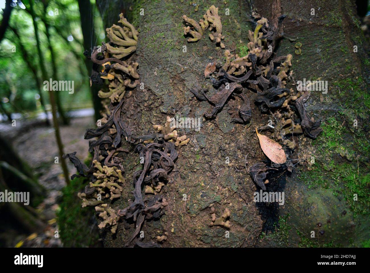 Madre del loro Fotos und Bildmaterial in hoher Auflösung Alamy