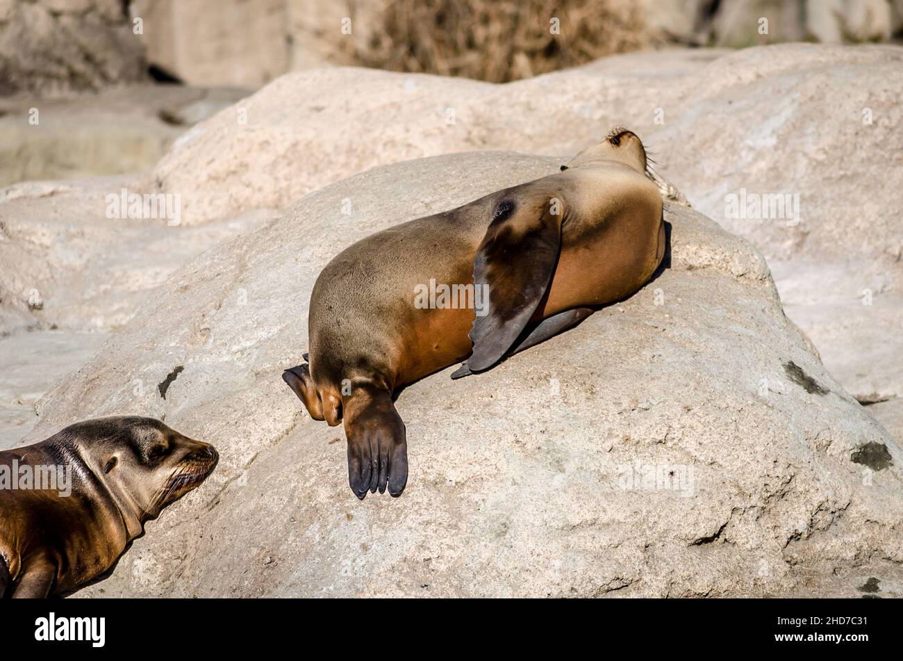 Zwei faul kalifornische Seelöwen schlafen und entspannen unter der Sonne auf Felsen. Stockfoto