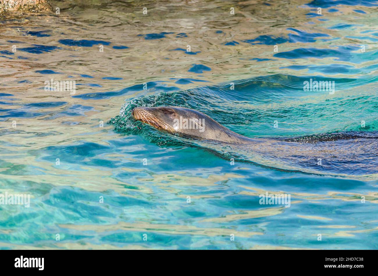 Ein kalifornischer Seelöwe schwimmt in einem Pool und genießt den Moment mit geschlossenen Augen Stockfoto