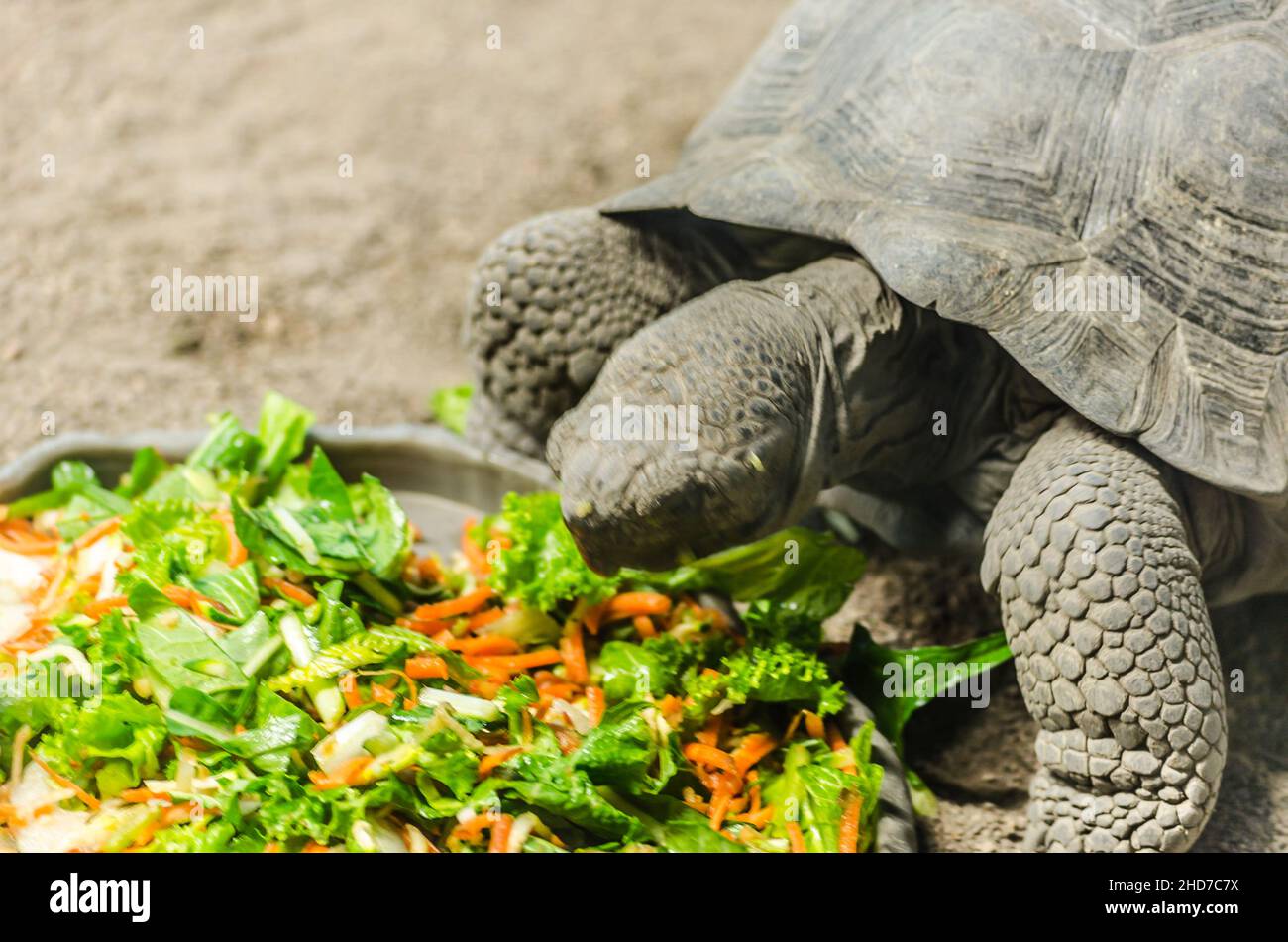 Nahaufnahme Ansicht einer Schildkröte beim Mittagessen. Schildkröte essen Salat mit Salat und Karotten Stockfoto