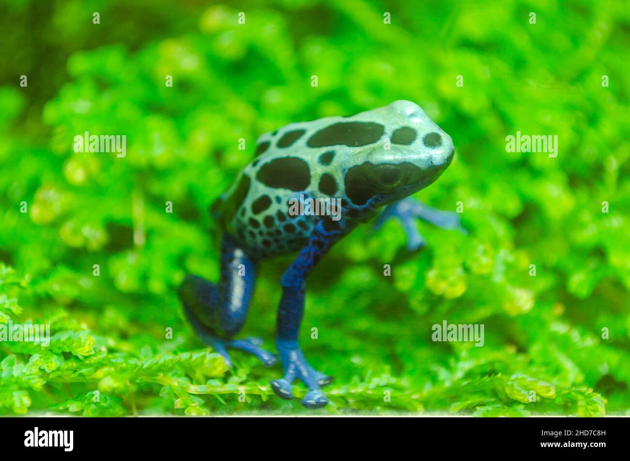 Blauer, tropischer Dart-Frosch auf grünen Blättern in einem Zoo-Glaskäfig. Tierfotografie. Stockfoto