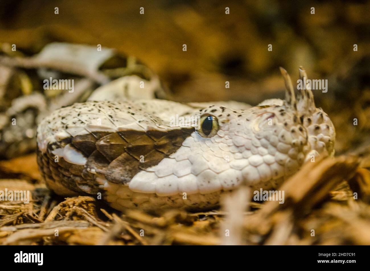 Gefährliche und giftige Tarnung der gehörnten Schlange in der Umwelt. Nahaufnahme Porträt des Reptils Stockfoto