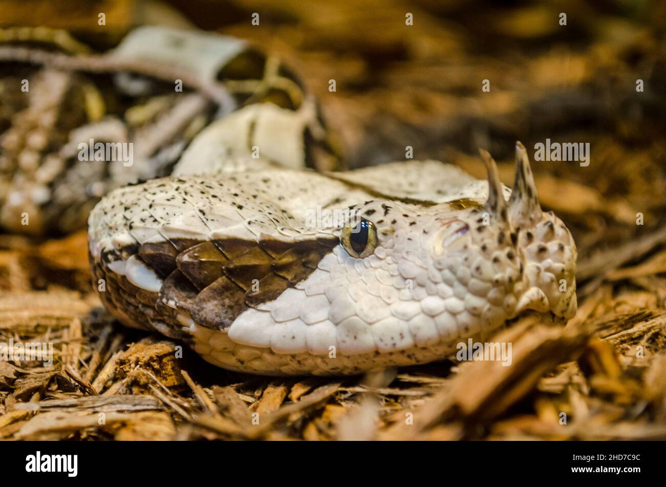 Gefährliche und giftige Tarnung der gehörnten Schlange in der Umwelt. Nahaufnahme Porträt des Reptils Stockfoto
