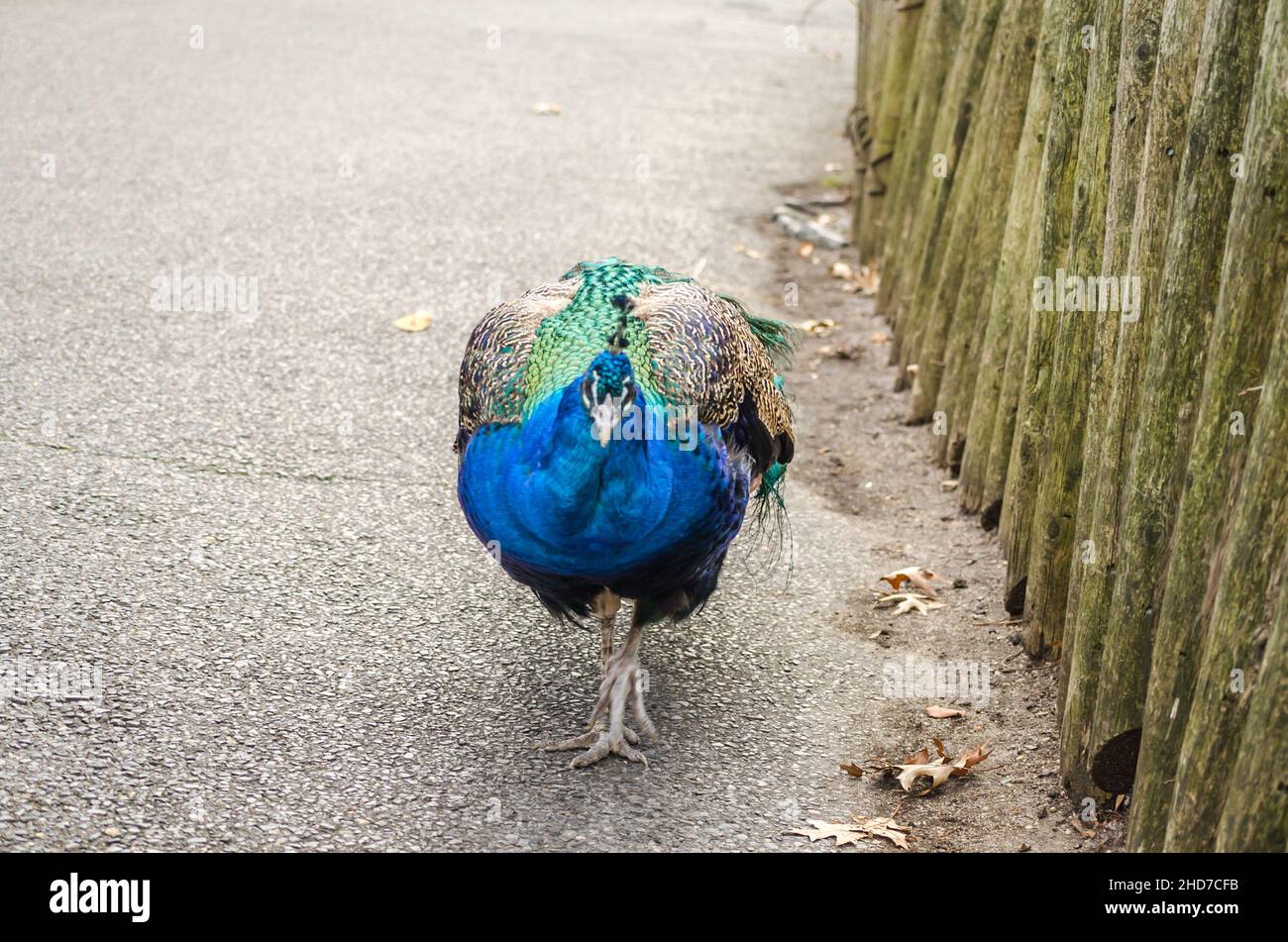 Ein eleganter und schöner Pfau macht einen Spaziergang im Zoo Park. Es hat leuchtend farbige Federn Stockfoto