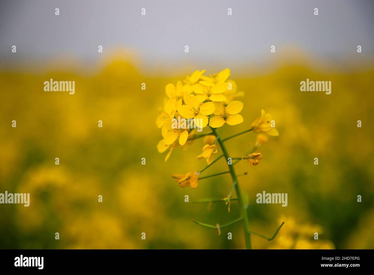 Nahaufnahme eine gelbe Senfblume mit verschwommenem Hintergrund natürliche Ansicht. Stockfoto