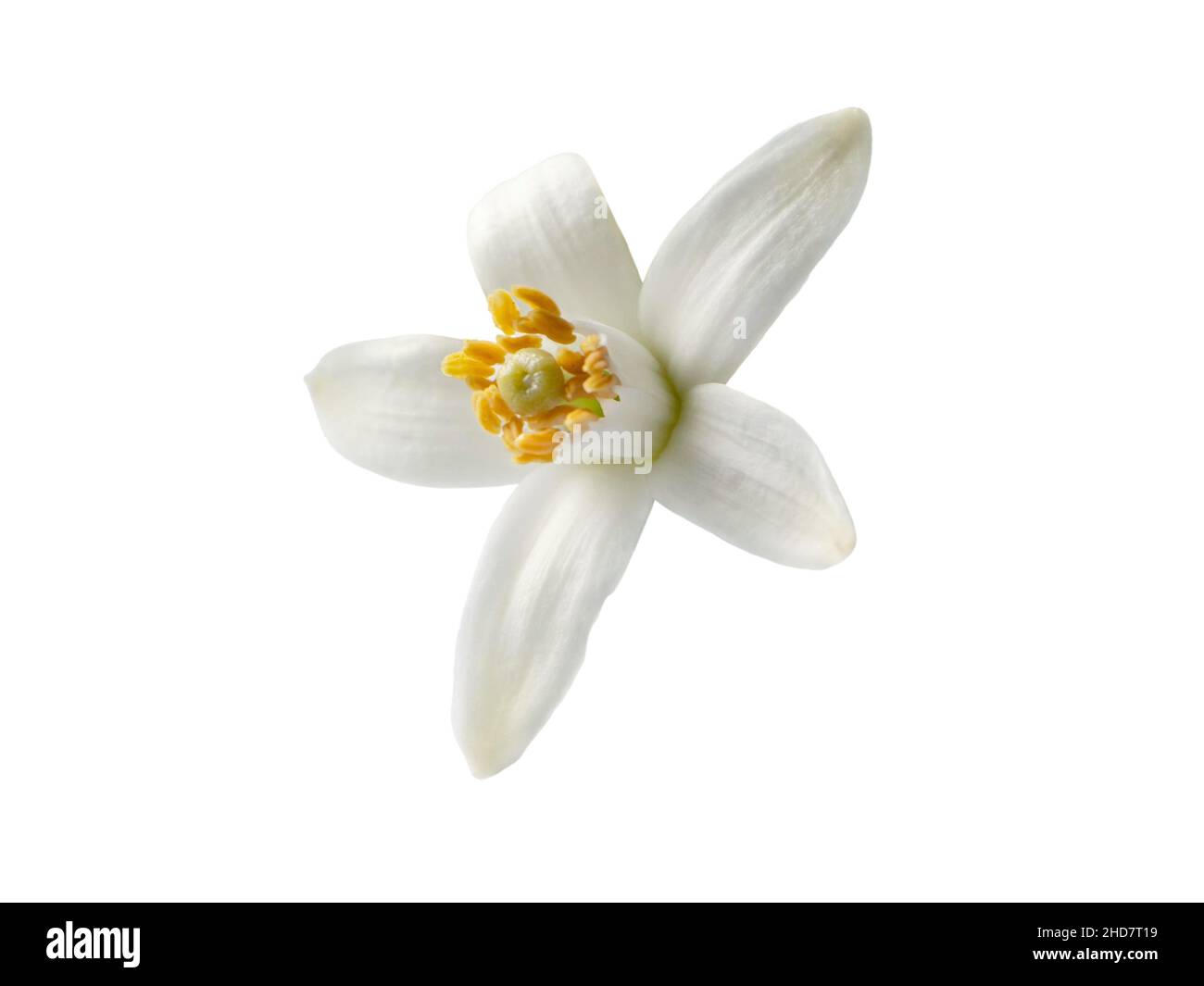 Orangenblüte einzelne weiße Blume isoliert auf weiß. Neroli-Zitrusblüte. Stockfoto