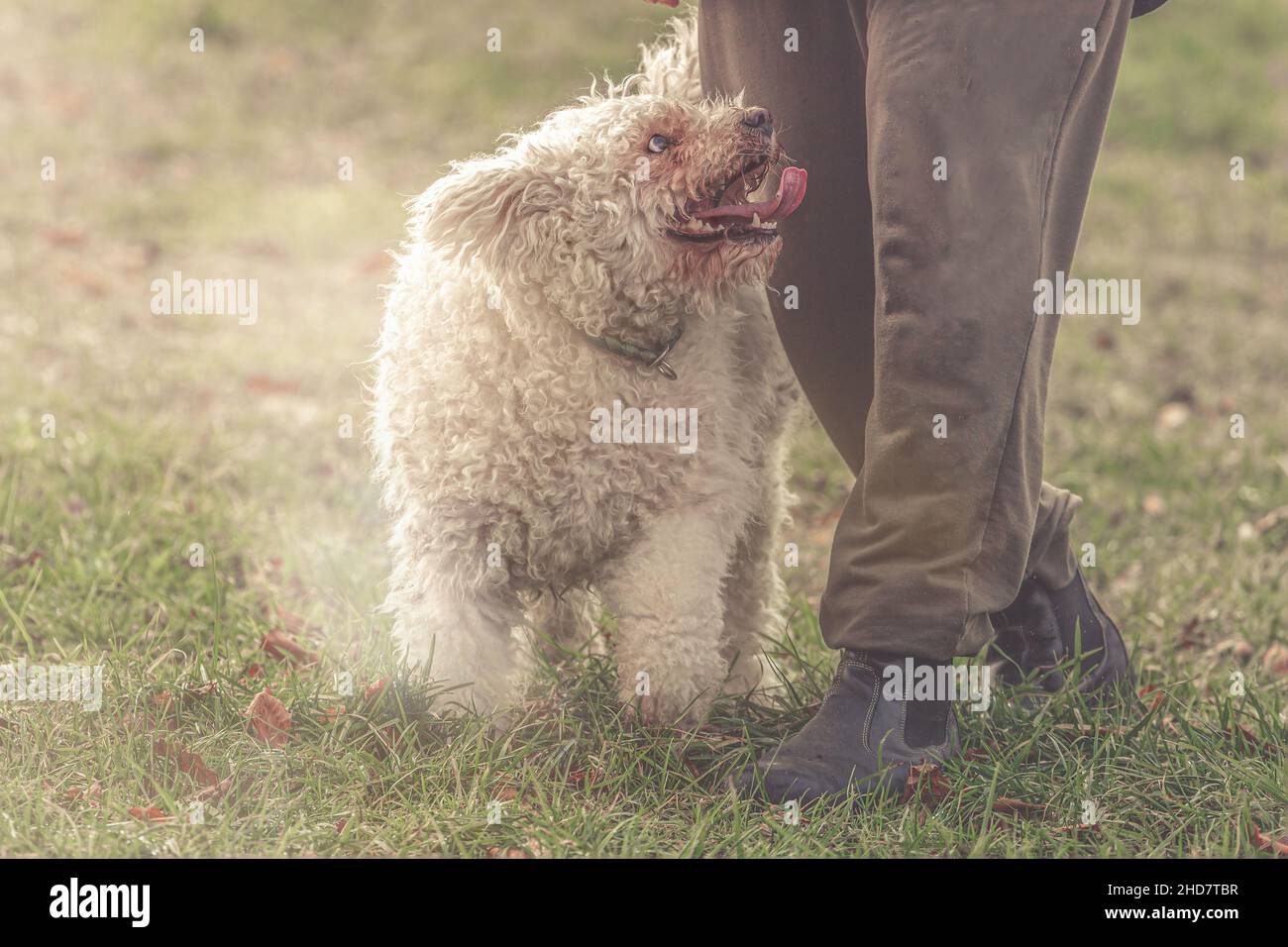 Porträt eines weißen pumi-Hundes, der während des Trainings gehorsam auf seinen Besitzer schaut Stockfoto