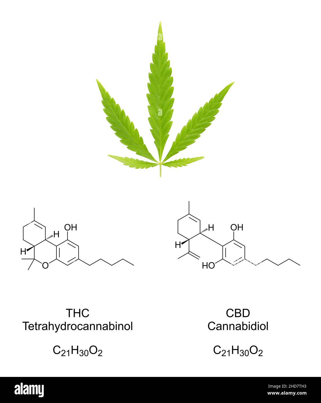 Cannabis-Fan-Blatt mit chemischen Formeln der Cannabinoide THC und CBD. Hanfblatt und chemische Strukturen von Tetrahydrocannabinol und Cannabidiol. Stockfoto