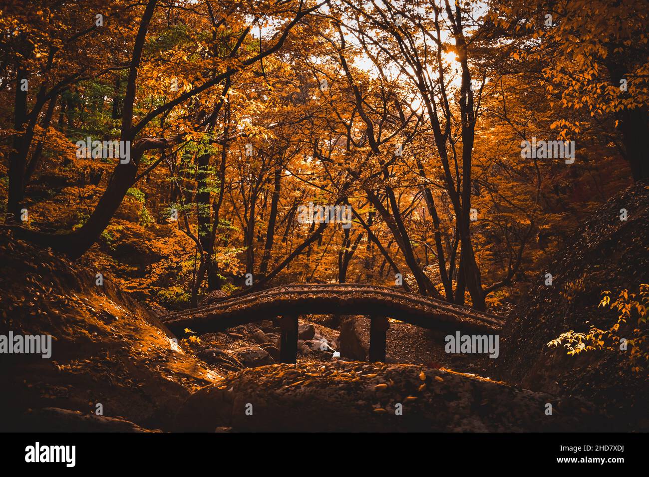 Eine Brücke in einem Wald, der in Herbstfarben wechselt Stockfoto