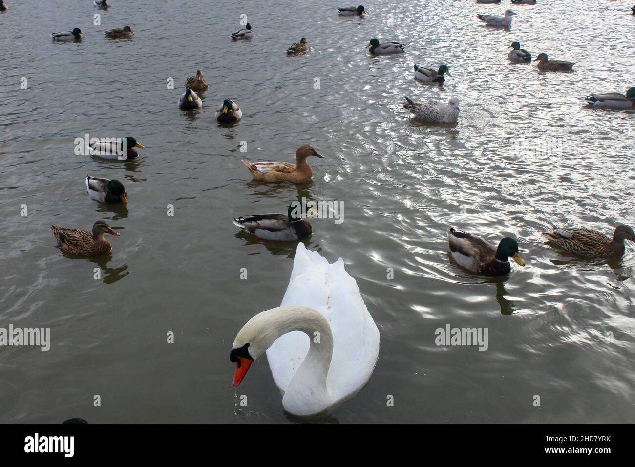 Schwäne und Enten auf einem Teich im Apex Leisure & Wildlife Park in burnham am Meer highbridge somerset england Stockfoto