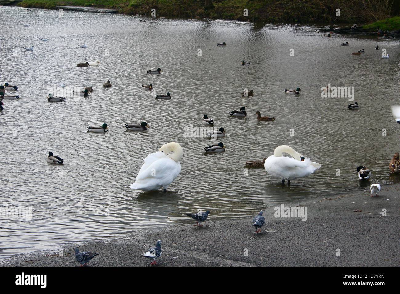 Schwäne und Enten auf einem Teich im Apex Leisure & Wildlife Park in burnham am Meer highbridge somerset england Stockfoto