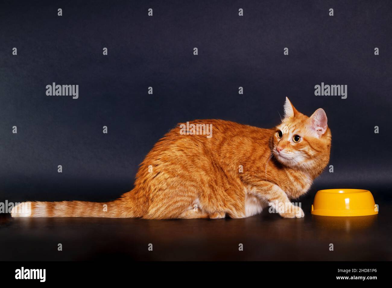 Ingwer-Katze frisst sein Futter aus einer gelben Schüssel auf schwarzem Hintergrund Stockfoto