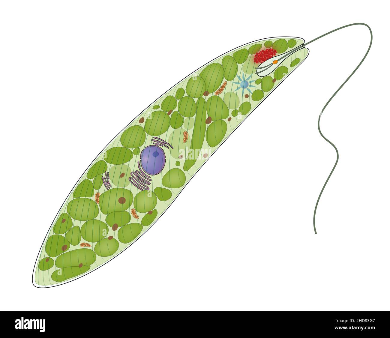 Schematische Darstellung von Euglena Gracilis Stockfoto