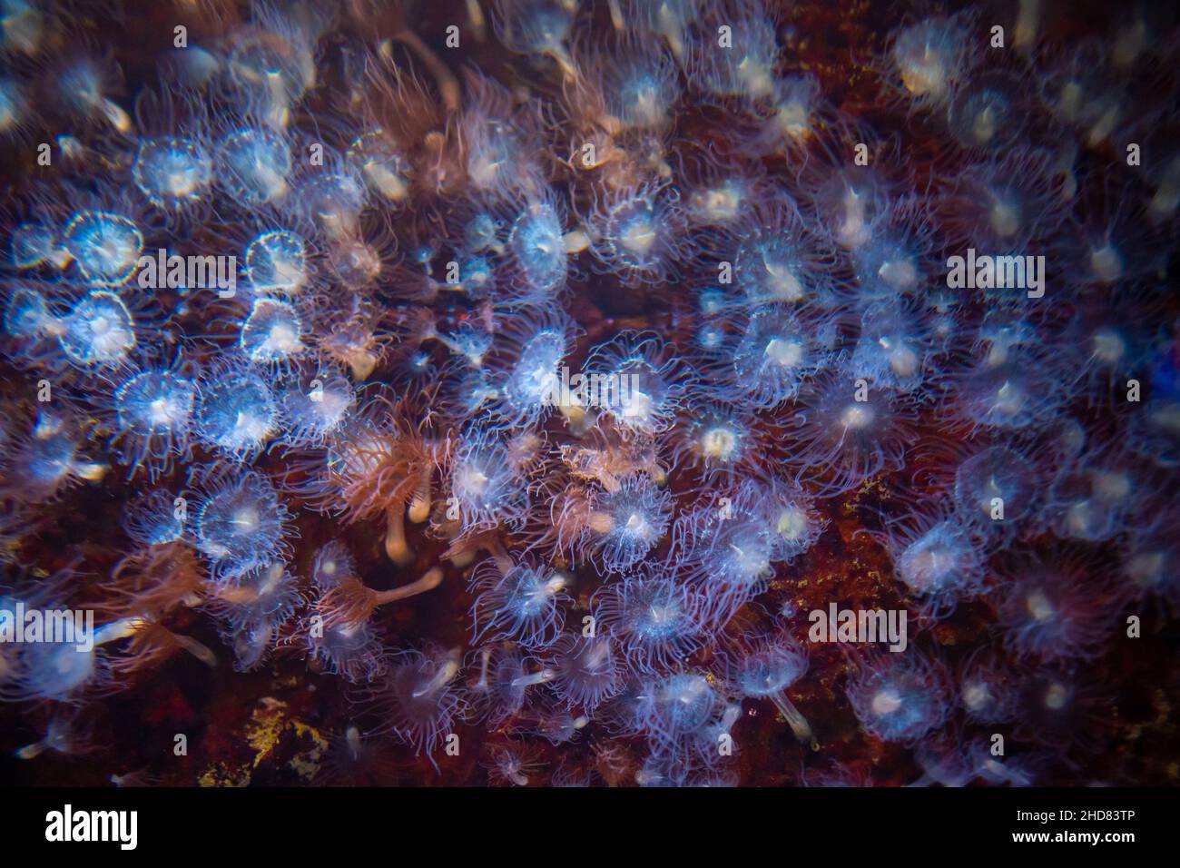 Schönes Aquarium mit Korallen im Neonlicht in Prag, Tschechien Stockfoto