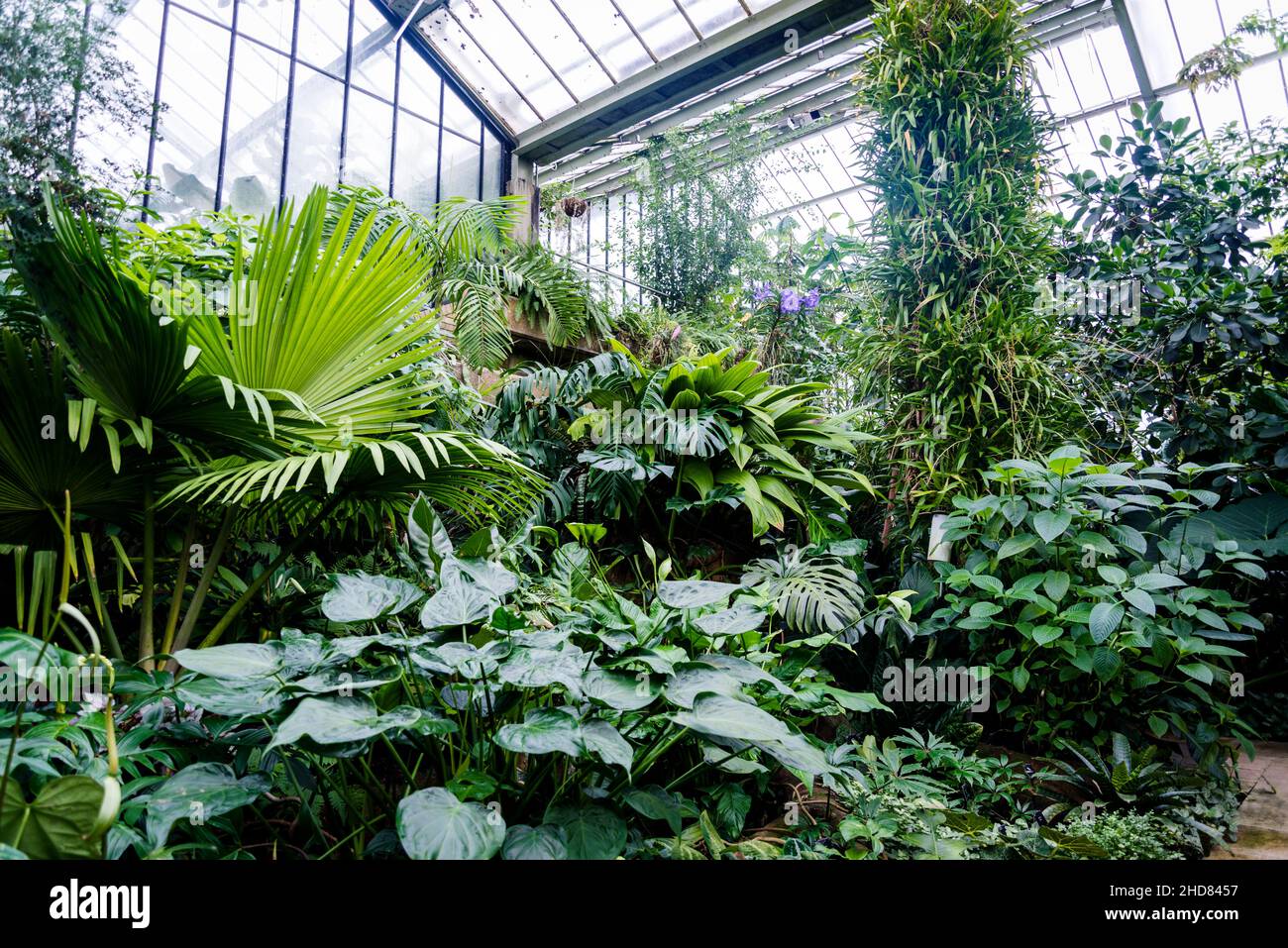 Tropische Pflanzen, Princess of Wales Conservatory, Kew Garden, London, England, Großbritannien Stockfoto