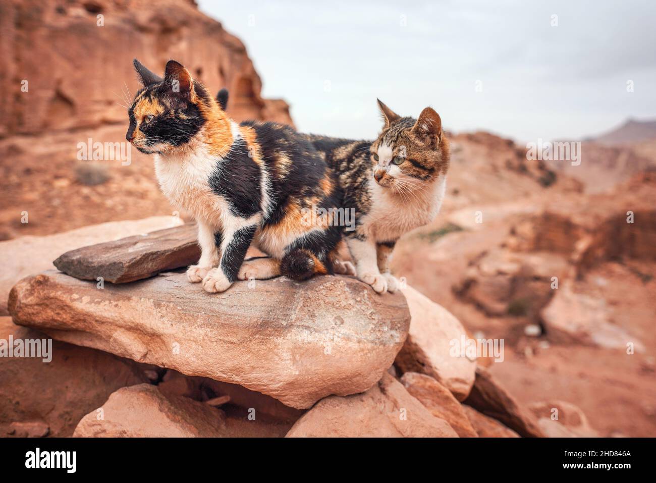 Zwei kleine streunende Katzen ruhen auf roten Felsen, bergige Landschaft Hintergrund Stockfoto