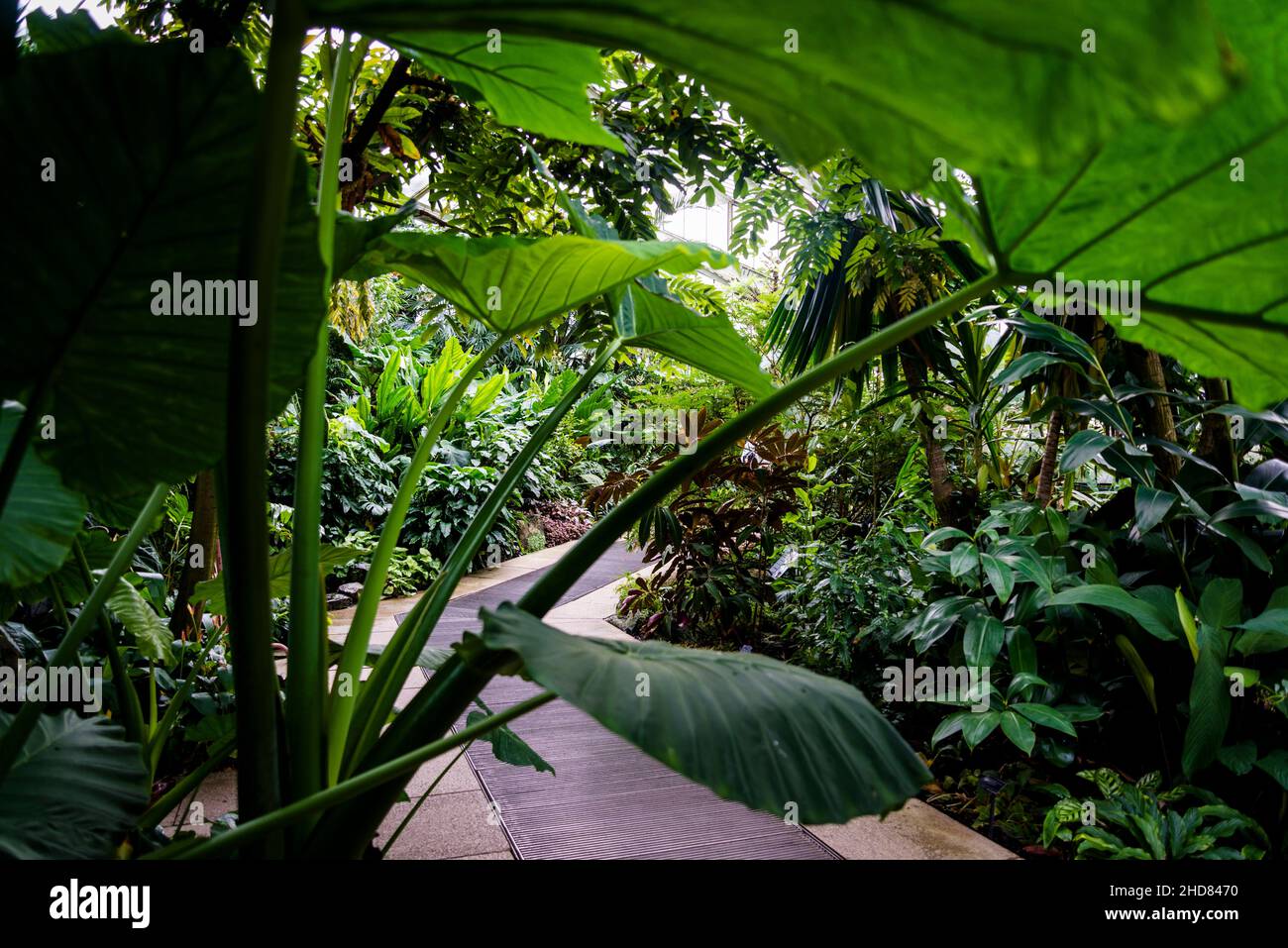 Tropische Pflanzen, Princess of Wales Conservatory, Kew Garden, London, England, Großbritannien Stockfoto