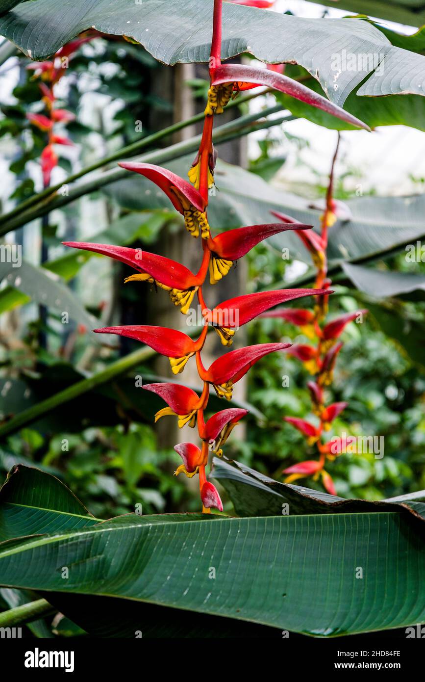 Heliconia - Falscher Paradiesvögel oder Hummer-Klaue, Stockfoto