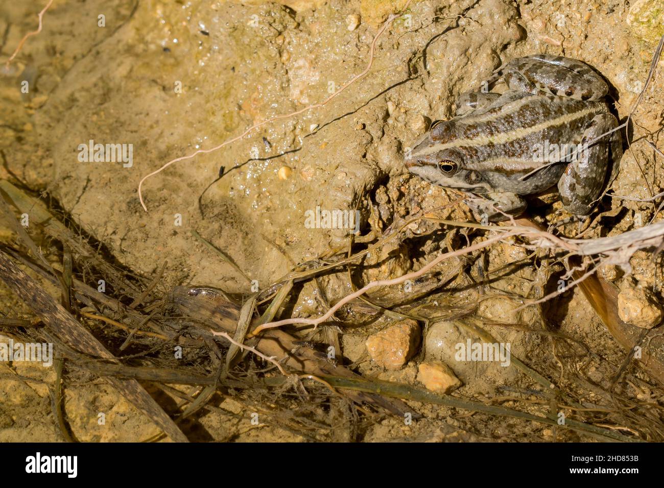 Levant Water Frog oder Bedriagas Frosch, Pelophylax bedriagae, auf Schlamm im Süßwasserpool, Gozo, Malta Stockfoto