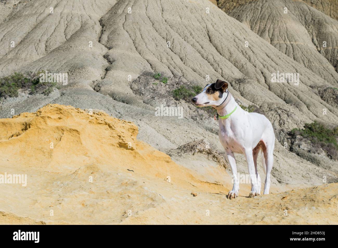 Ein Fuchs Terrier und Zeiger Cross-Mix Rasse Hund, mit Hasel Augen, in der Nähe von blauen Tonabhänge und Kalkstein. Stockfoto