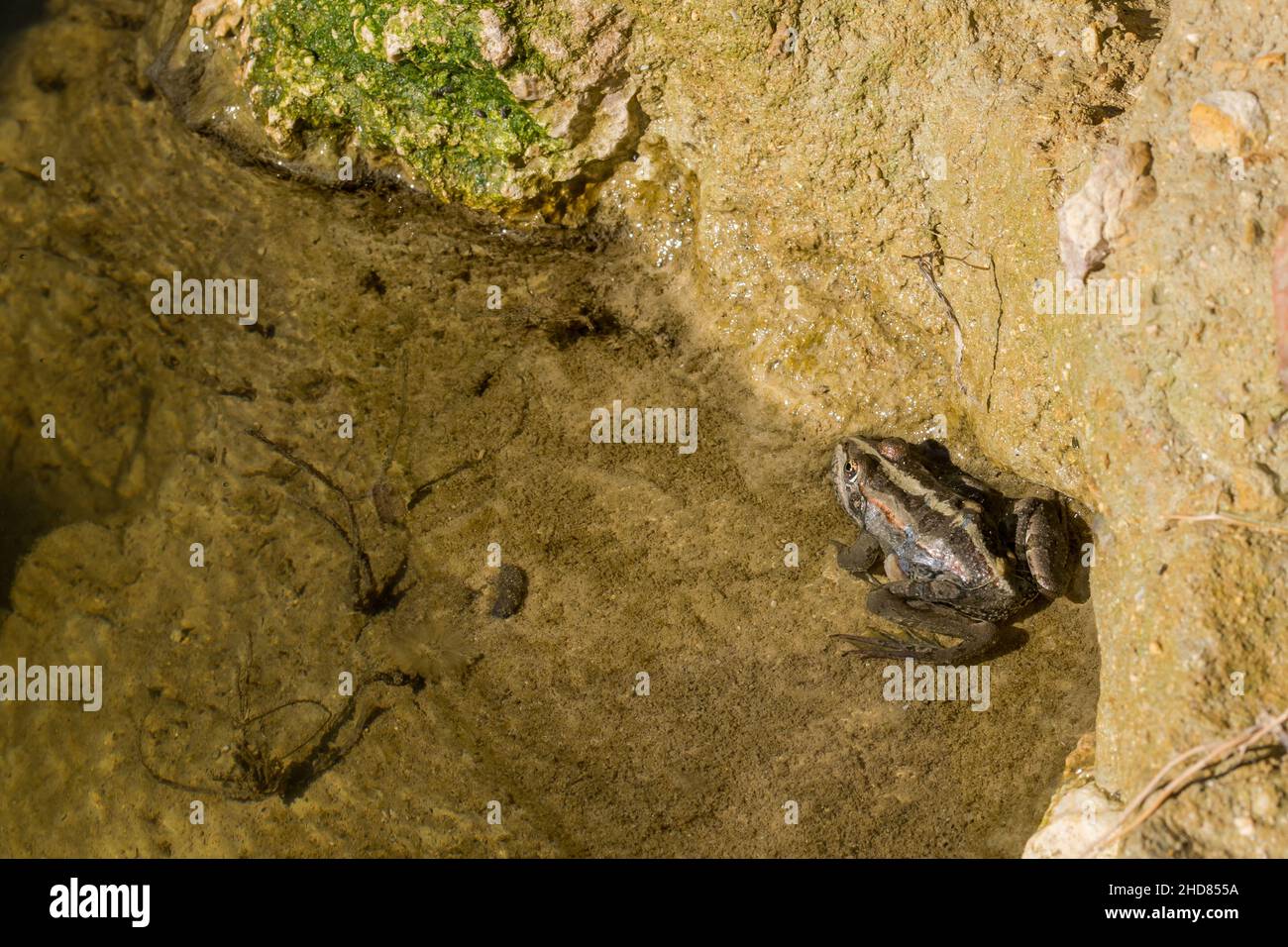 Levant Water Frog oder Bedriagas Frosch, Pelophylax bedriagae, auf Schlamm im Süßwasserpool, Gozo, Malta Stockfoto