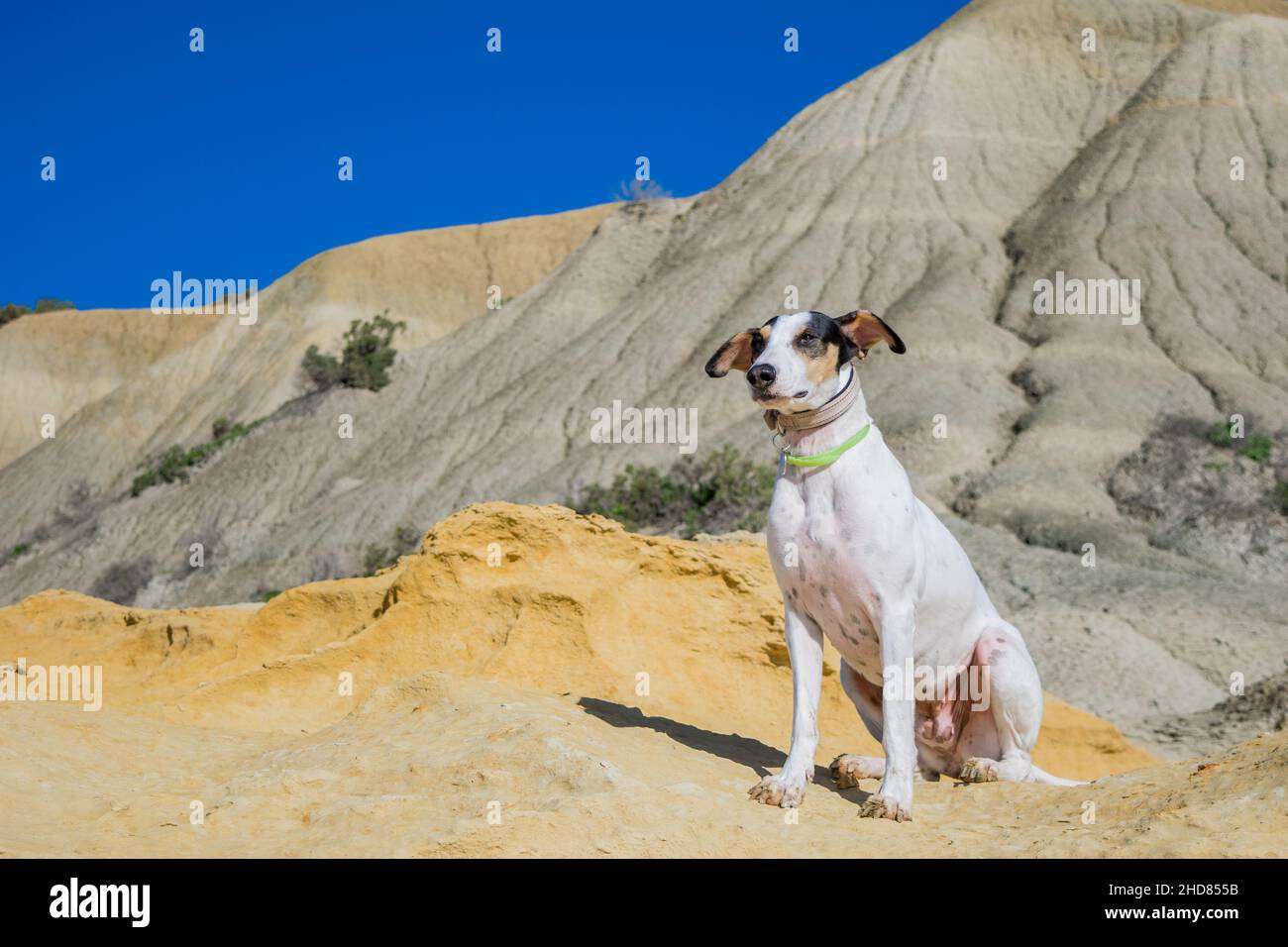 Ein Fuchs Terrier und Zeiger Cross-Mix Rasse Hund, mit Hasel Augen, in der Nähe von blauen Tonabhänge und Kalkstein. Stockfoto