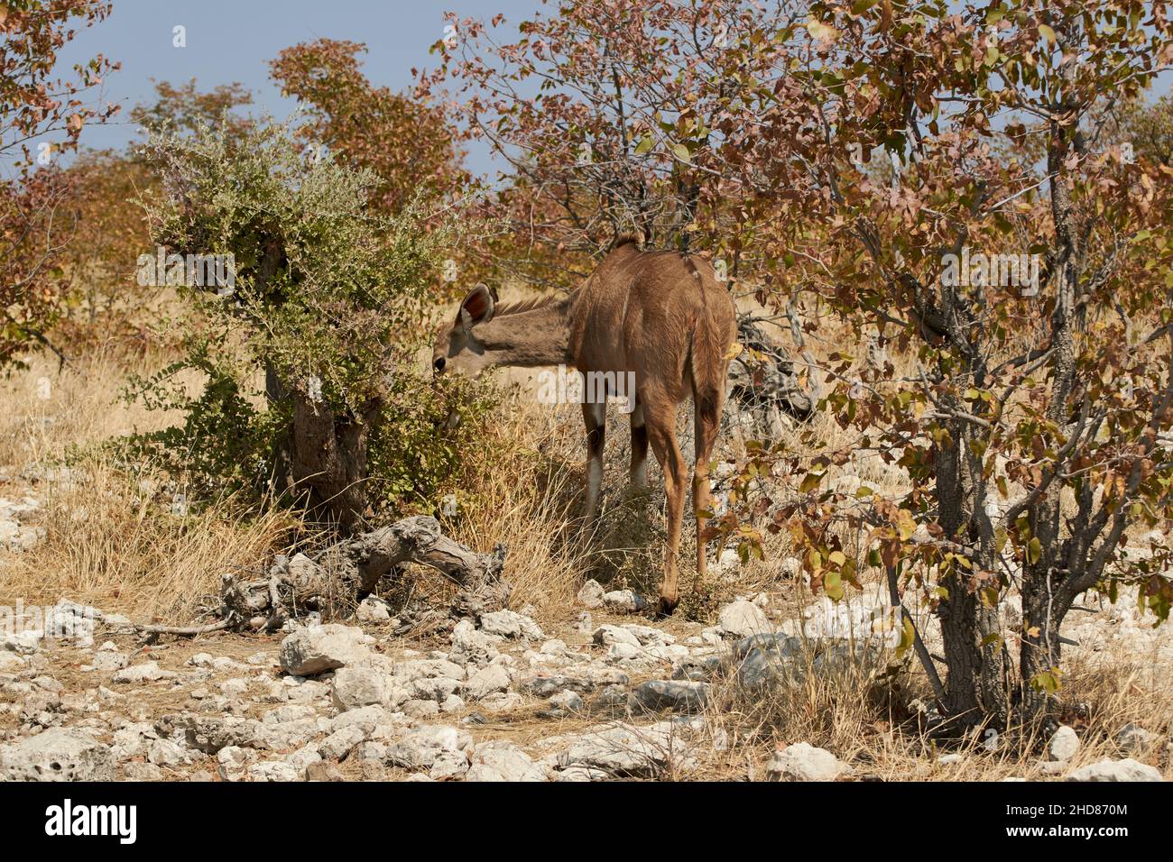 Weibliche Kudu-Antilope, die in namibischer Natur einen Busch füttert (Tragelaphus strepsiceros) Stockfoto