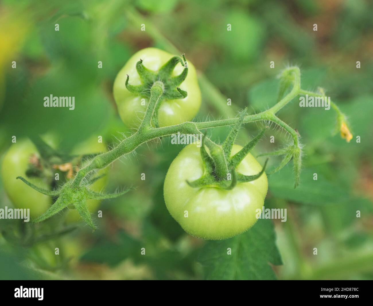 Grüne unreife Tomaten im Gewächshaus. Haarige und unscharfe Tomatenpflanze, selektiver Fokus. Ökologischer Landbau Stockfoto