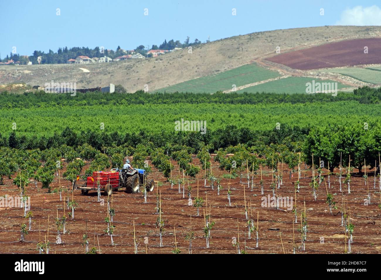 Landwirtschaft in Nord-Israel Stockfoto