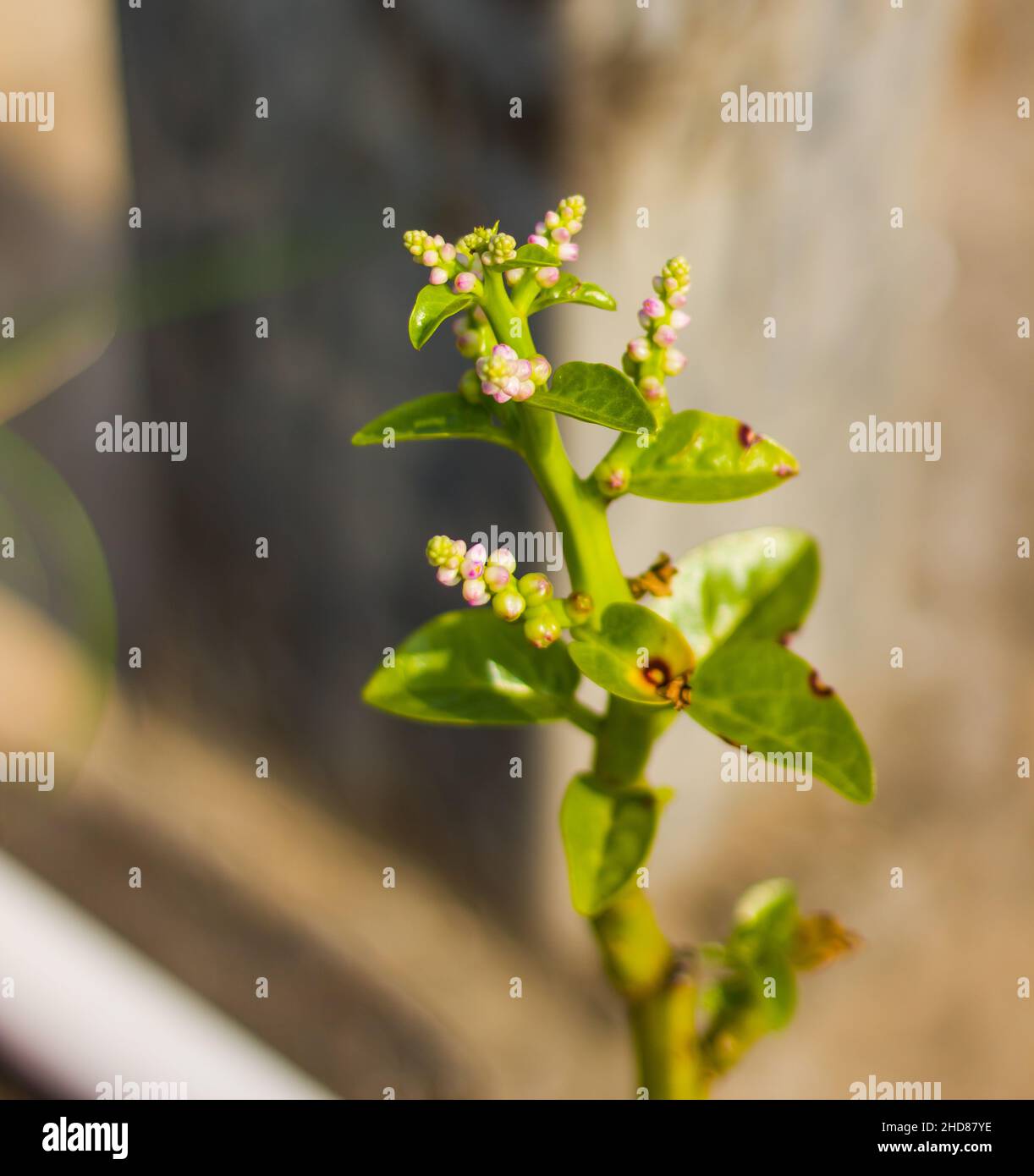 Schönste Gartenblume Stockfoto