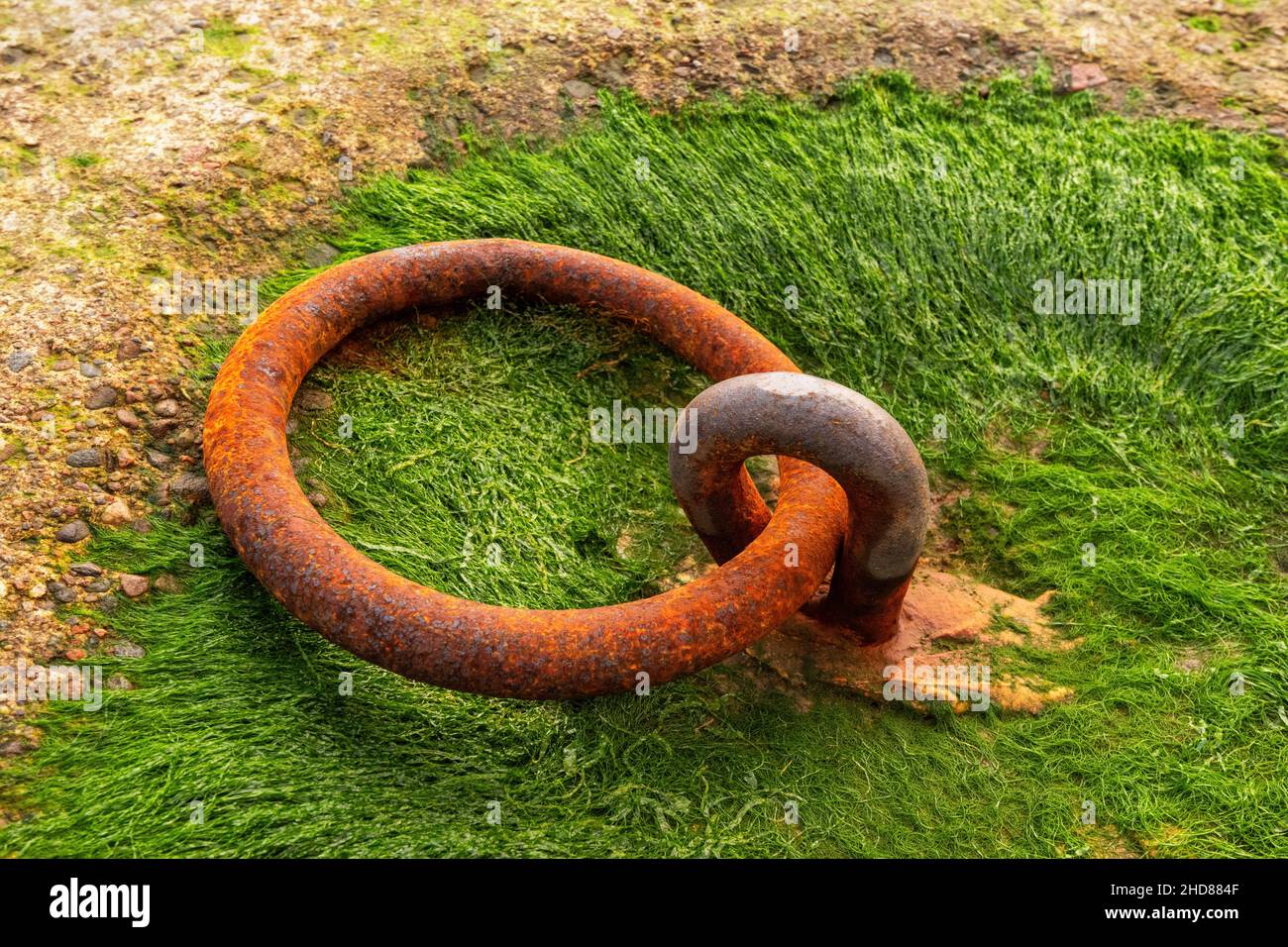 Ein rostiger eiserner Anlegeplatz, der von einer Art Seegras umgeben ist, am Anlegesteg der Fähre in Glenelg, Schottland. Stockfoto