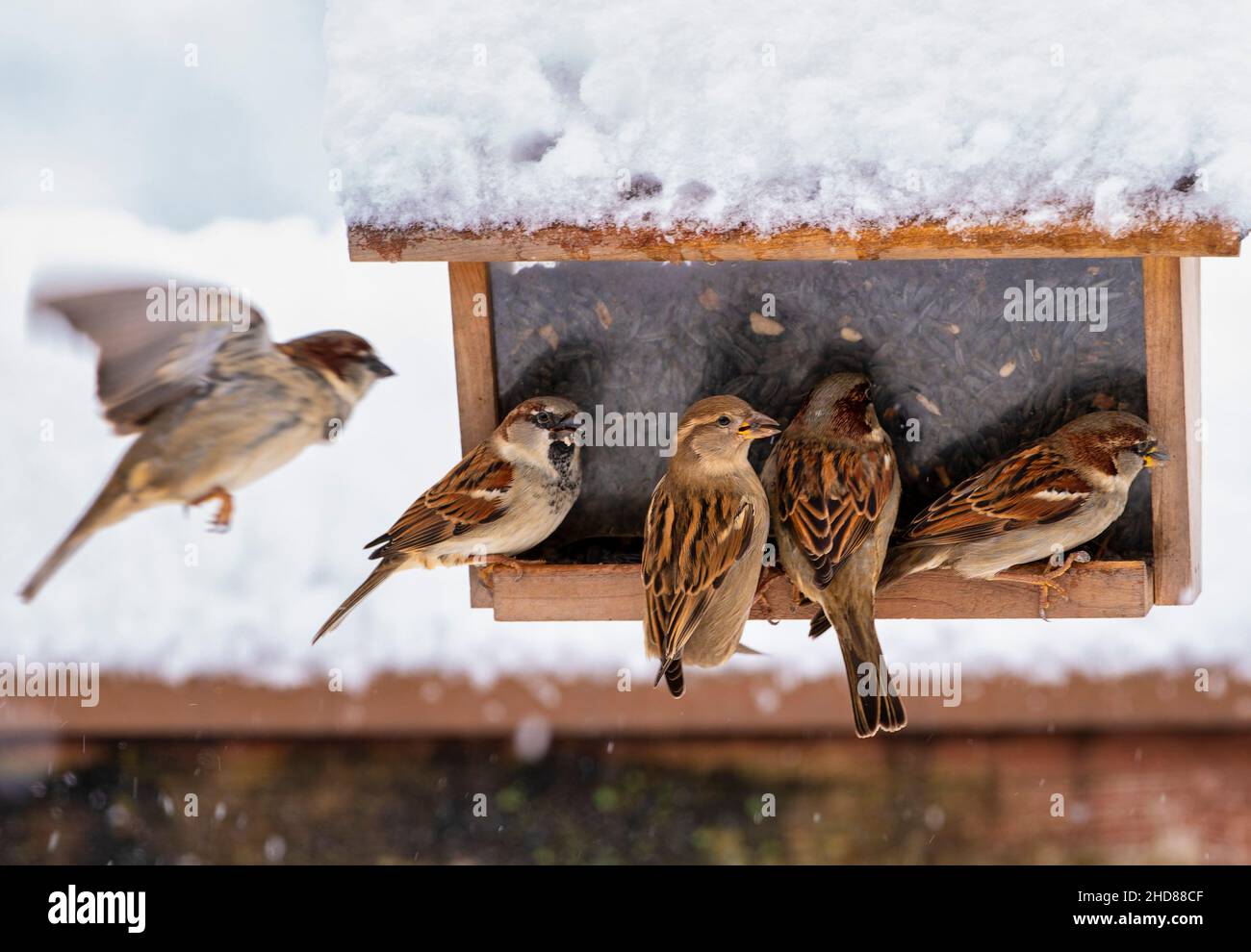 Spatzen auf dem Deck im Schnee Stockfoto