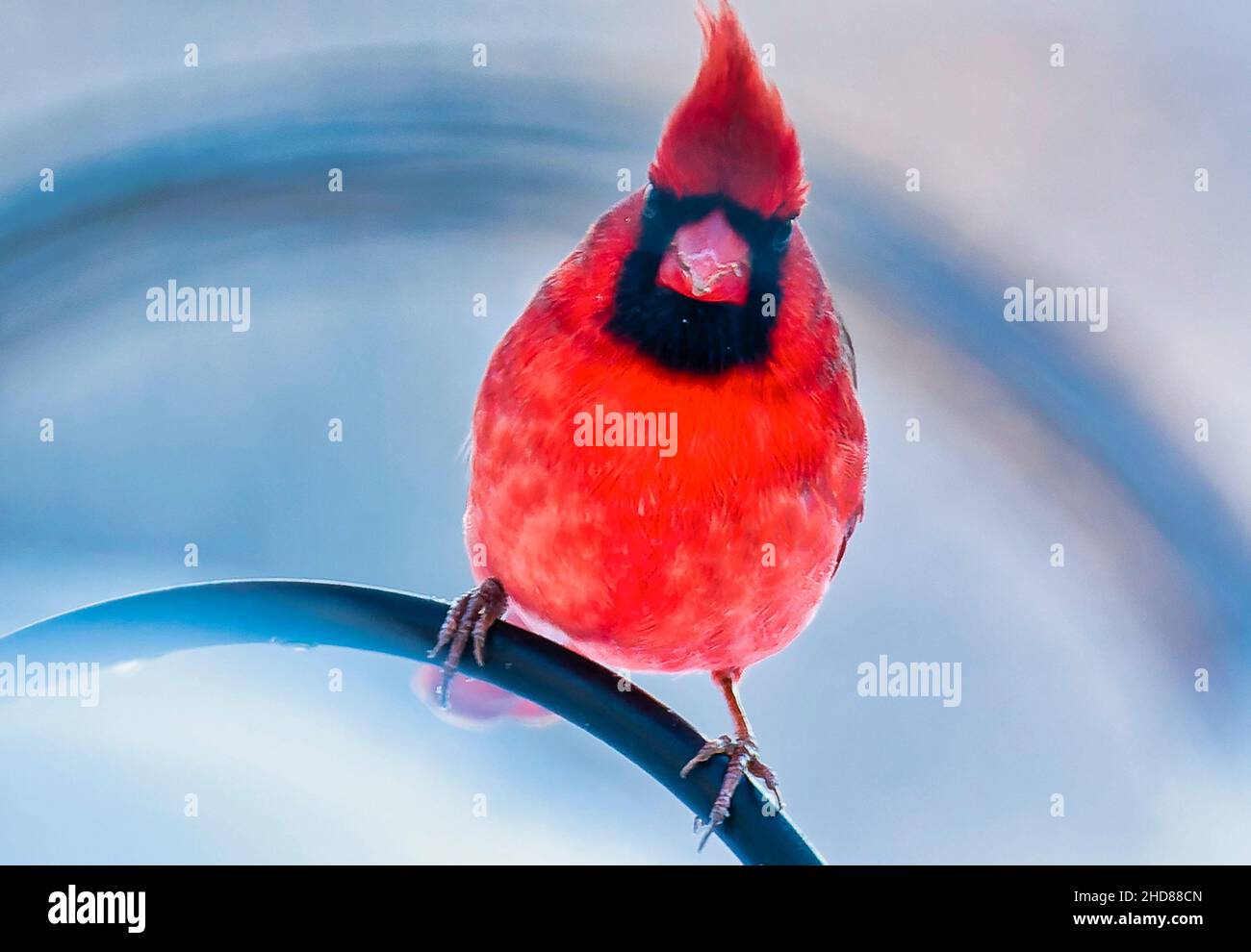 Der männliche Nordkardinist thronte im Schnee Stockfoto