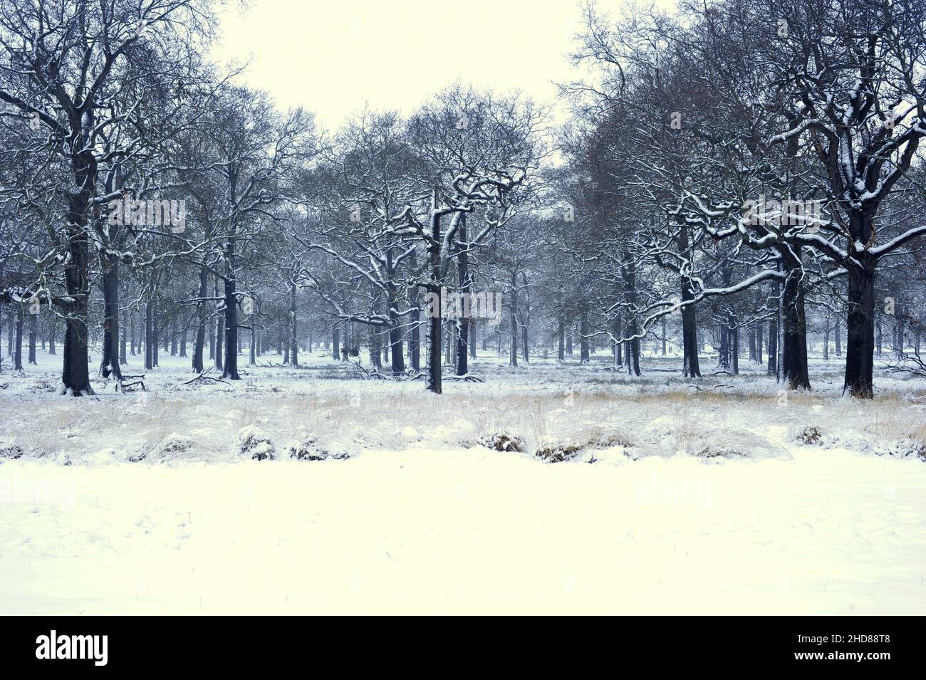 Eichen und Grasfeld im Winter, Richmond Park Surrey England UK. Stockfoto