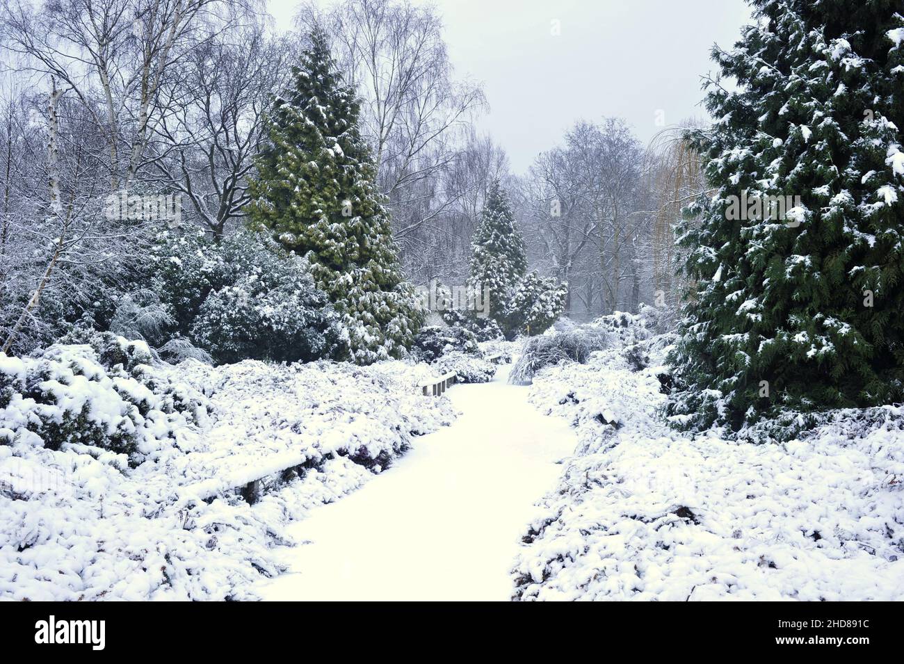 Isabella Plantation, Waldgarten im Winter, in Richmond Park Surrey England UK. Stockfoto