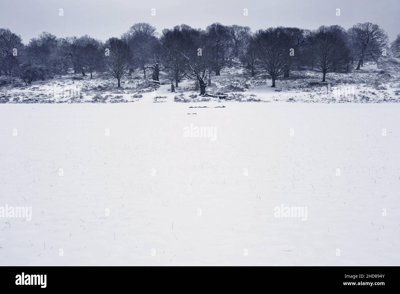 Eichen und Grasfeld im Winter, Richmond Park Surrey England UK. Stockfoto