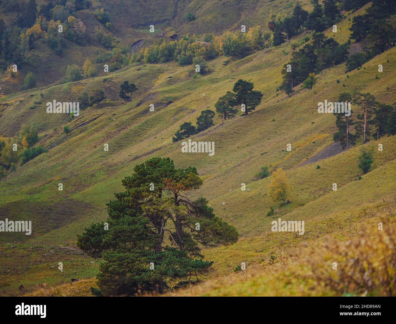 Erstaunlicher Herbsttag im Hochland. Bäume am Rande des Hügels in Herbstfarben. Reise nach dem Nordkaukasus, Archyz, Russland, der Weg zu den Dukkinski Seen. Stockfoto