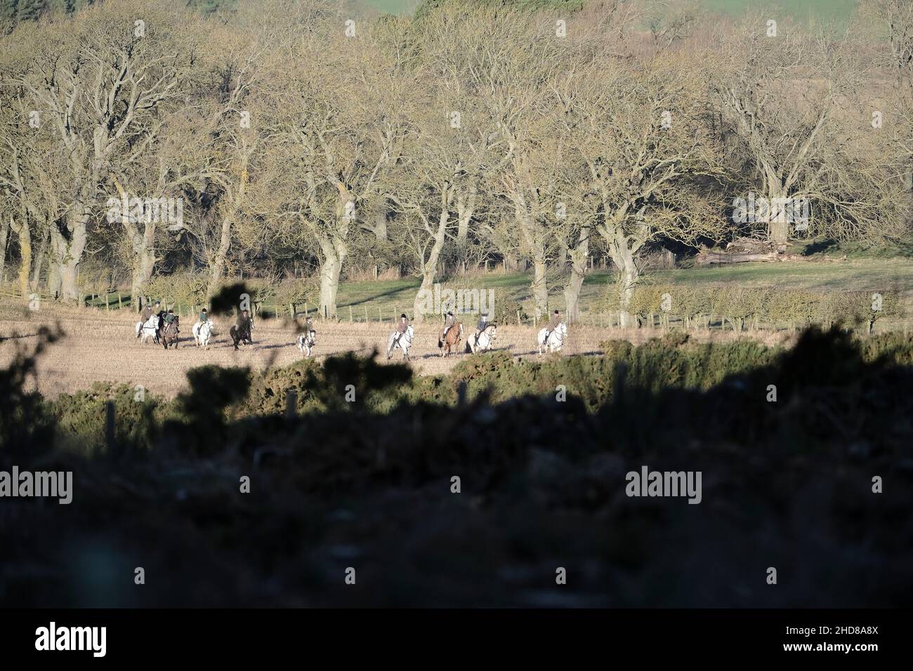 Jedburgh, Großbritannien. 04th Januar 2022. Berittene Anhänger der Jedforest Hunt zusammen mit Jagdhunden in Feldern und bewaldeten Ackerland in Lanton bei Jedburgh in den Scottish Borders am Dienstag, den 04. Januar 2022. Seit dem Wild Mammals Protection (Scotland) Act (2002). Die anhaltenden Bedenken über die Wirksamkeit der Gesetzgebung und über die Verwendung von Hundepaketen zur Füchsflutung veranlassten die schottische Regierung, Lord Bonomy zu ernennen, um eine Überprüfung der Funktionsweise der Gesetzgebung vorzunehmen. Der Bericht wurde im November 2016 veröffentlicht. ( Kredit: Rob Gray/Alamy Live News Stockfoto