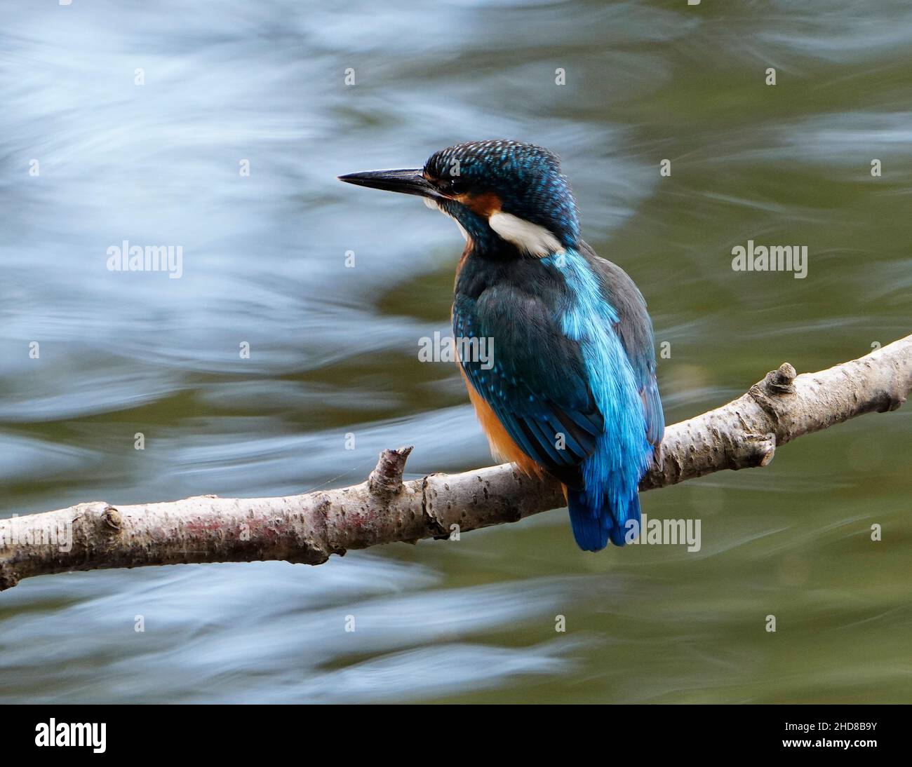Der männliche Eisfischer thronte auf einem Ast am Fluss Derwent, Derbyshire Stockfoto