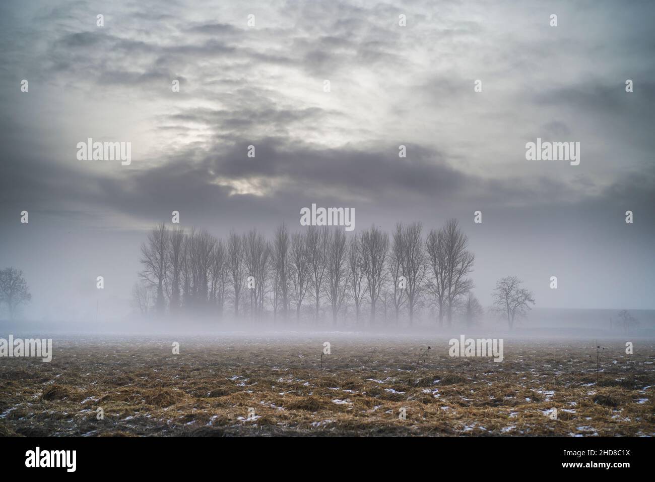 Reihe isolierter Pappelbäume am Rand eines Feldes in atmosphärischem Winternebel, britische Landschaftsaufnahme. Stockfoto