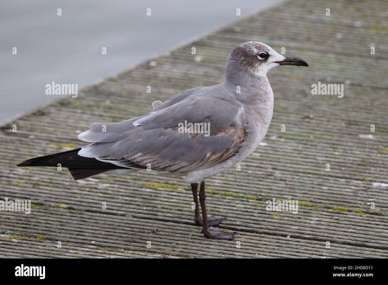 Lachmöwe, zufällig aus Amerika in New Brighton, The Wirral')!% Stockfoto