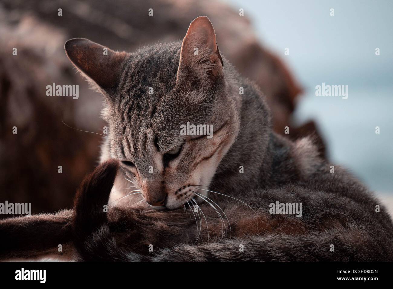 Katze Reinigung selbst. Stockfoto