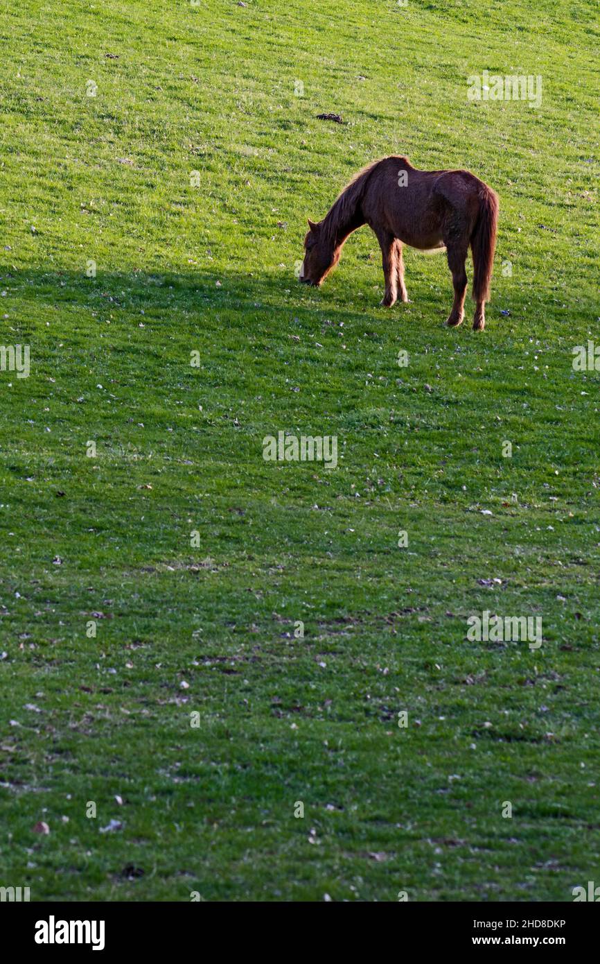 Das Pferd - Equus ferus caballus, beliebtes schönes großes Haustier auf der Weide, Zlin, Tschechische Republik. Stockfoto