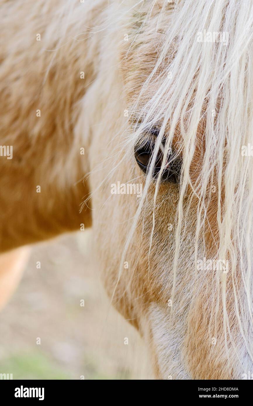 Das Pferd - Equus ferus caballus, beliebtes schönes großes Haustier auf der Weide, Zlin, Tschechische Republik. Stockfoto