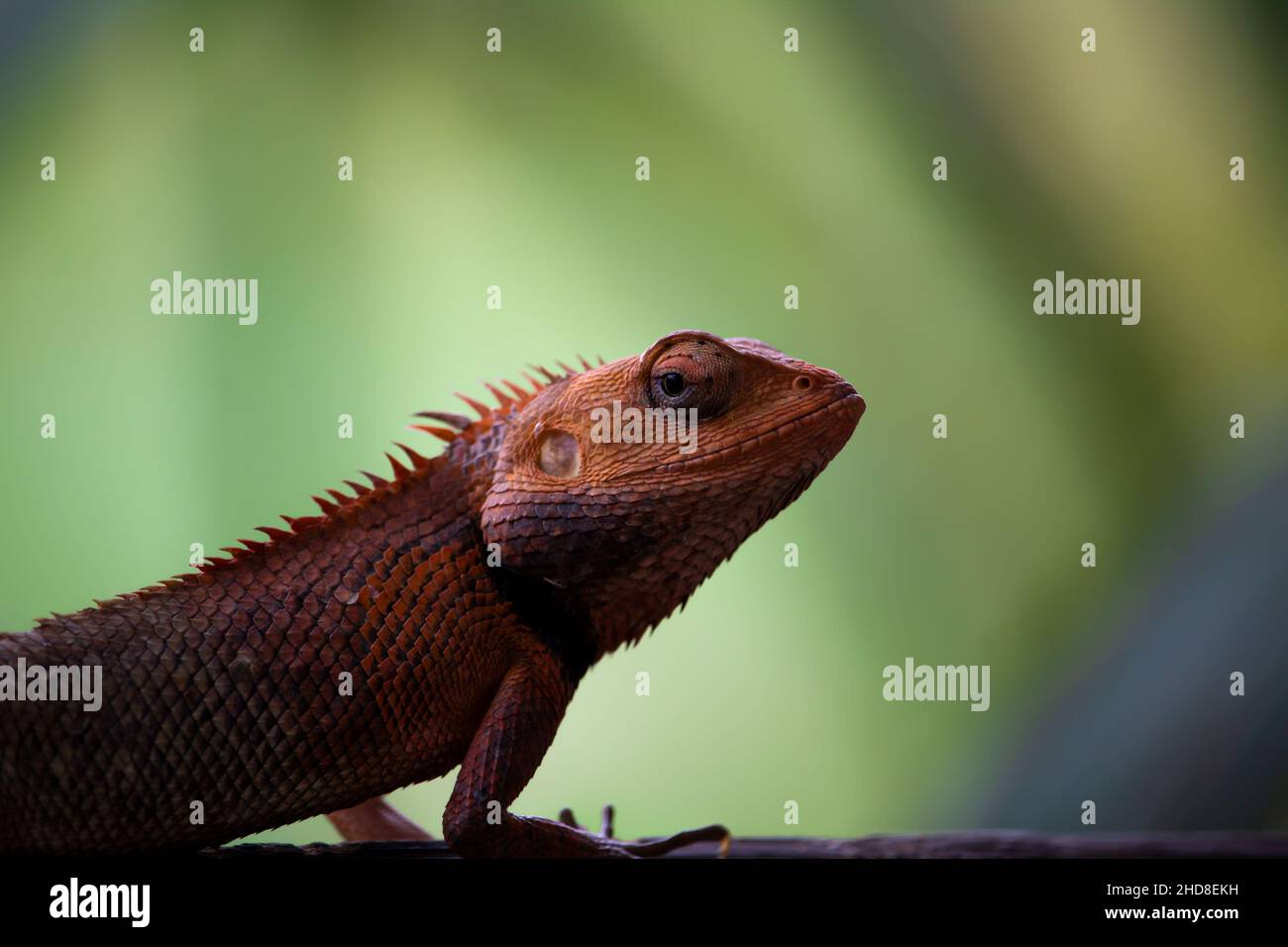 Eine Garteneidechse, die auf die Kamera schaut Stockfoto