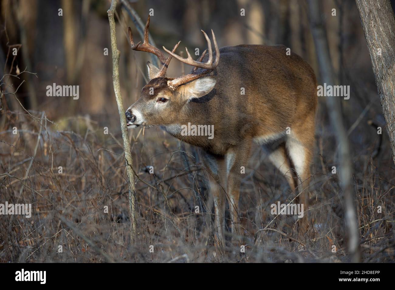 Buck-Weißschwanz-Hirsch leckt einen kleinen Baum. Stockfoto