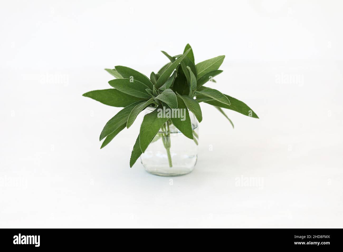 Salvia officinalis. Bund Salbeiblätter in einem Glas isoliert auf weißem Hintergrund. Stockfoto